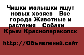   Чишки-малышки ищут новых хозяев - Все города Животные и растения » Собаки   . Крым,Красноперекопск